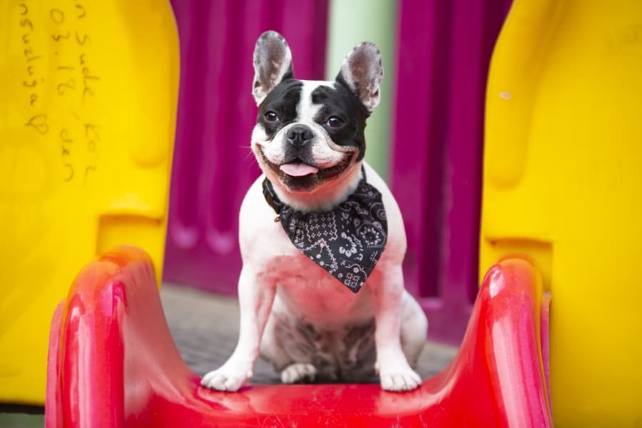 Veterinaria en San Cristóbal de las Casas